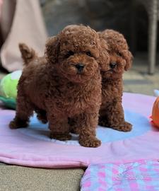 Cucciolo Barboncino red