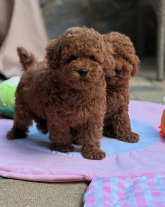 Cucciolo Barboncino red