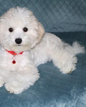 Cagniolina femminuccia Bichon a poil frisè