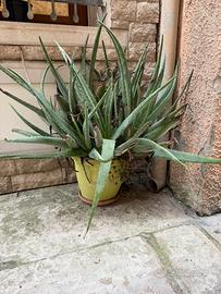 Pianta aloe