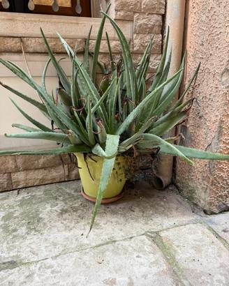 Pianta aloe