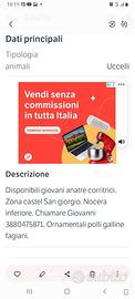 Anatre corritrici
