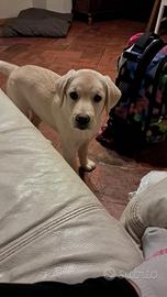 Cucciola di labrador 7 mesi