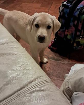 Cucciola di labrador 7 mesi