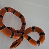 Oreocryptophis porphyraceus pulchra