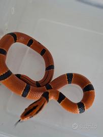 Oreocryptophis porphyraceus pulchra