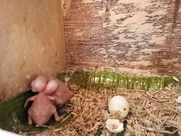 Pilli Parrocchetto dal collare