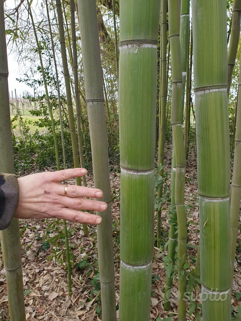 Canne di bambù bamboo - Arredamento e Casalinghi In vendita a Rimini