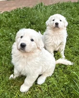 Cuccioli di pastore maremmano
