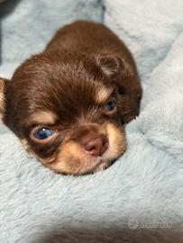 Chihuahua pelo lungo