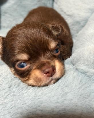 Chihuahua pelo lungo