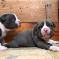 American bully