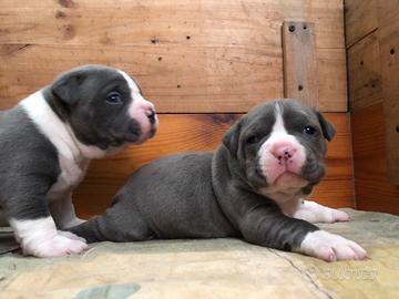 American bully