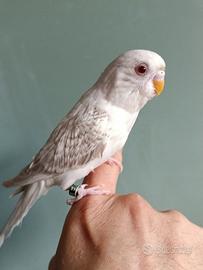 Cocorita Allevata a Mano Maschio