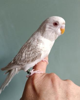 Cocorita Allevata a Mano Maschio