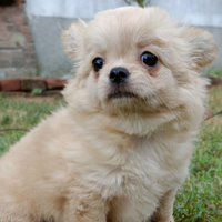 Chihuahua femmina Pedigree Enci