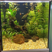 Pesci per acquario Guppy