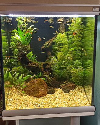 Pesci per acquario Guppy