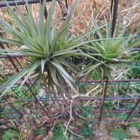 pianta di tillandsia aeranthos