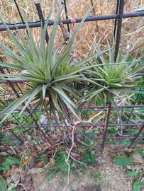 pianta di tillandsia aeranthos