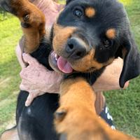 Cuccioli di Rottweiler genitori con pedigree