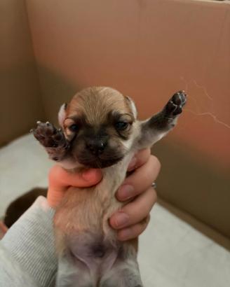 Chihuahua