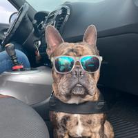 Bulldog Francese per monta