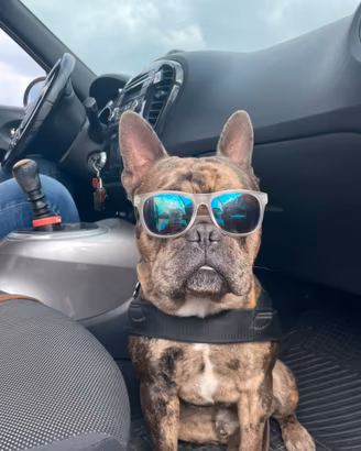 Bulldog Francese per monta