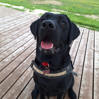 Labrador femmina