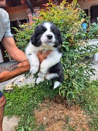Border collie