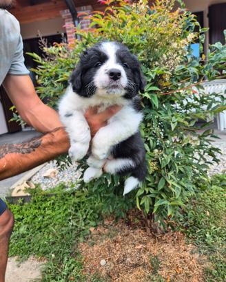 Border collie