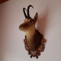 Trofei di caccia