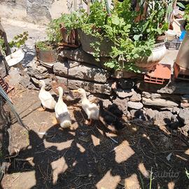 Galline e anatroccoli