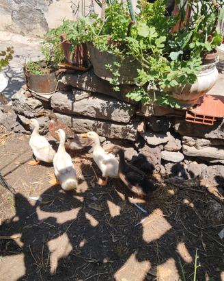 Galline e anatroccoli