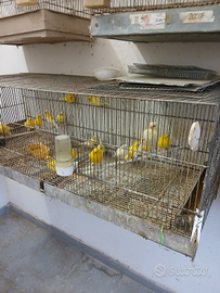 Canarini giallo limone ?