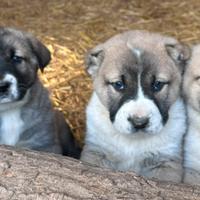 Pastore Asia centrale