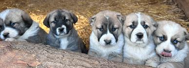 Pastore Asia centrale