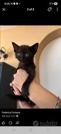 Gattini e tanto amore