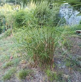 pianta di vario tipo 