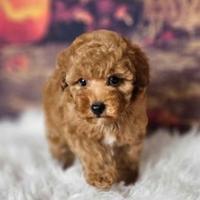 Cuccioli barboncini mini toy M e F