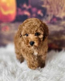 Cuccioli barboncini mini toy M e F