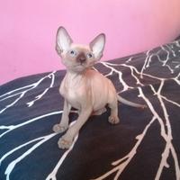 Cuccioli di Canadian Sphynx