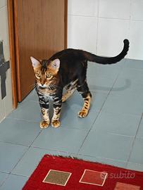 Bengala Marble rimborso spese