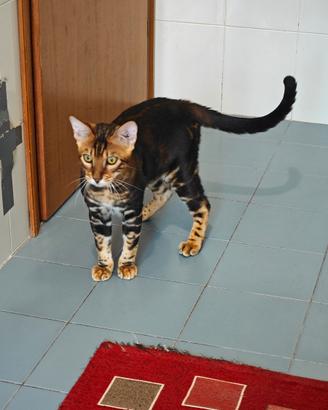 Bengala Marble rimborso spese