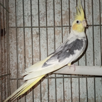 Calopsite maachio 3889812877