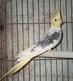 Calopsite maachio 3889812877