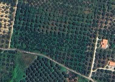 Terreno agricolo Uliveto a Montelibretti 11.000 mq