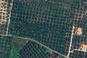 Terreno agricolo Uliveto a Montelibretti 11.000 mq