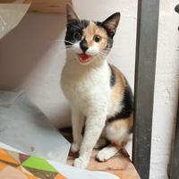 Briciola gattina 7 mesi