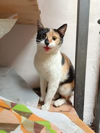 Briciola gattina 7 mesi